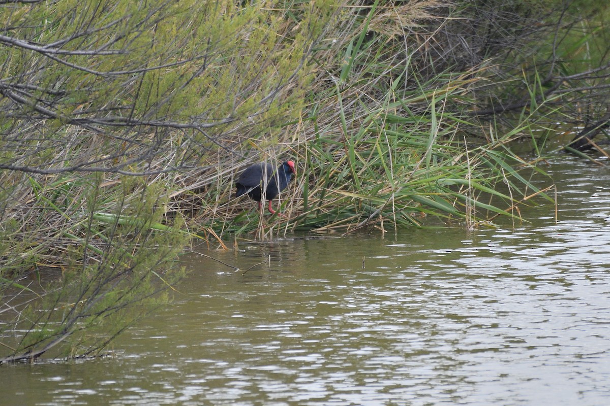 Western Swamphen - Santiago Caballero Carrera