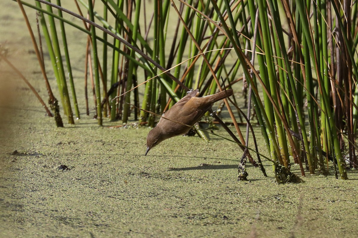 Australian Reed Warbler - Henry Burton