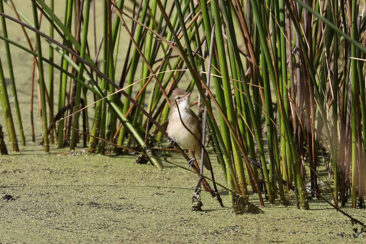 Australian Reed Warbler - ML618899848