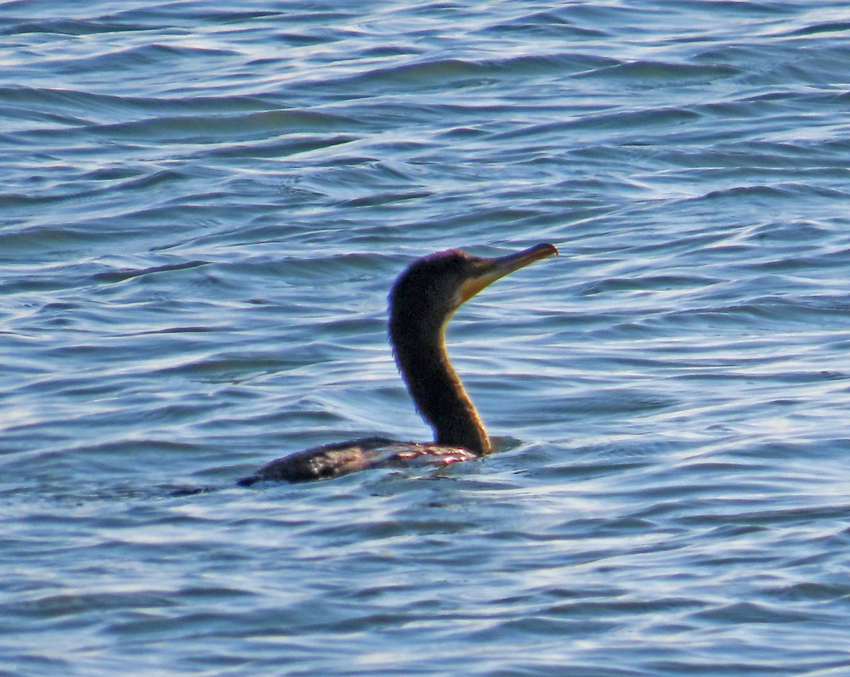 Double-crested Cormorant - JoAnn Potter Riggle 🦤