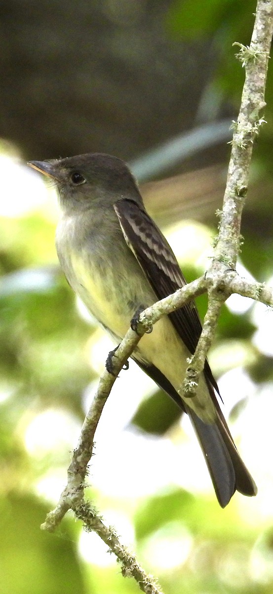 Eastern Wood-Pewee - ML618899860