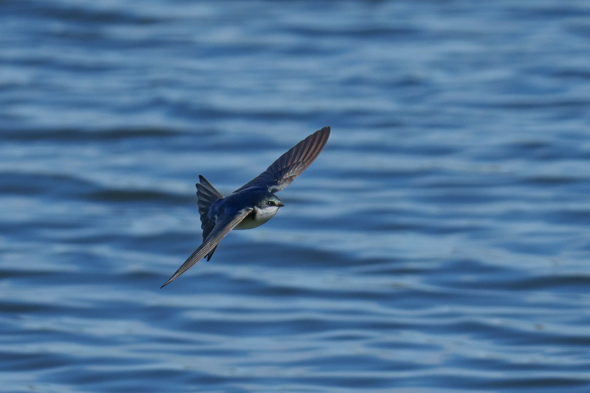 Tree Swallow - Linda Chittum