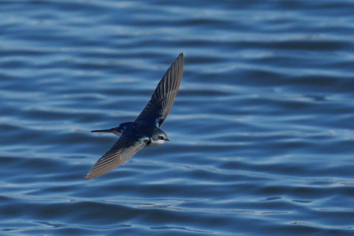 Tree Swallow - Linda Chittum