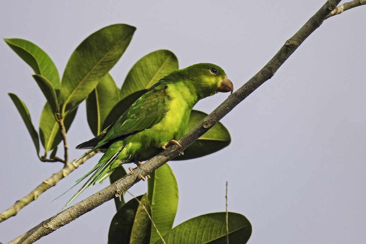 Plain Parakeet - Antonio Lemos Maia Neto