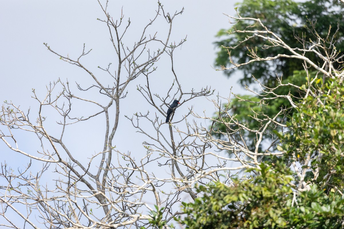 Black-fronted Nunbird - Alejandro Neri Pérez