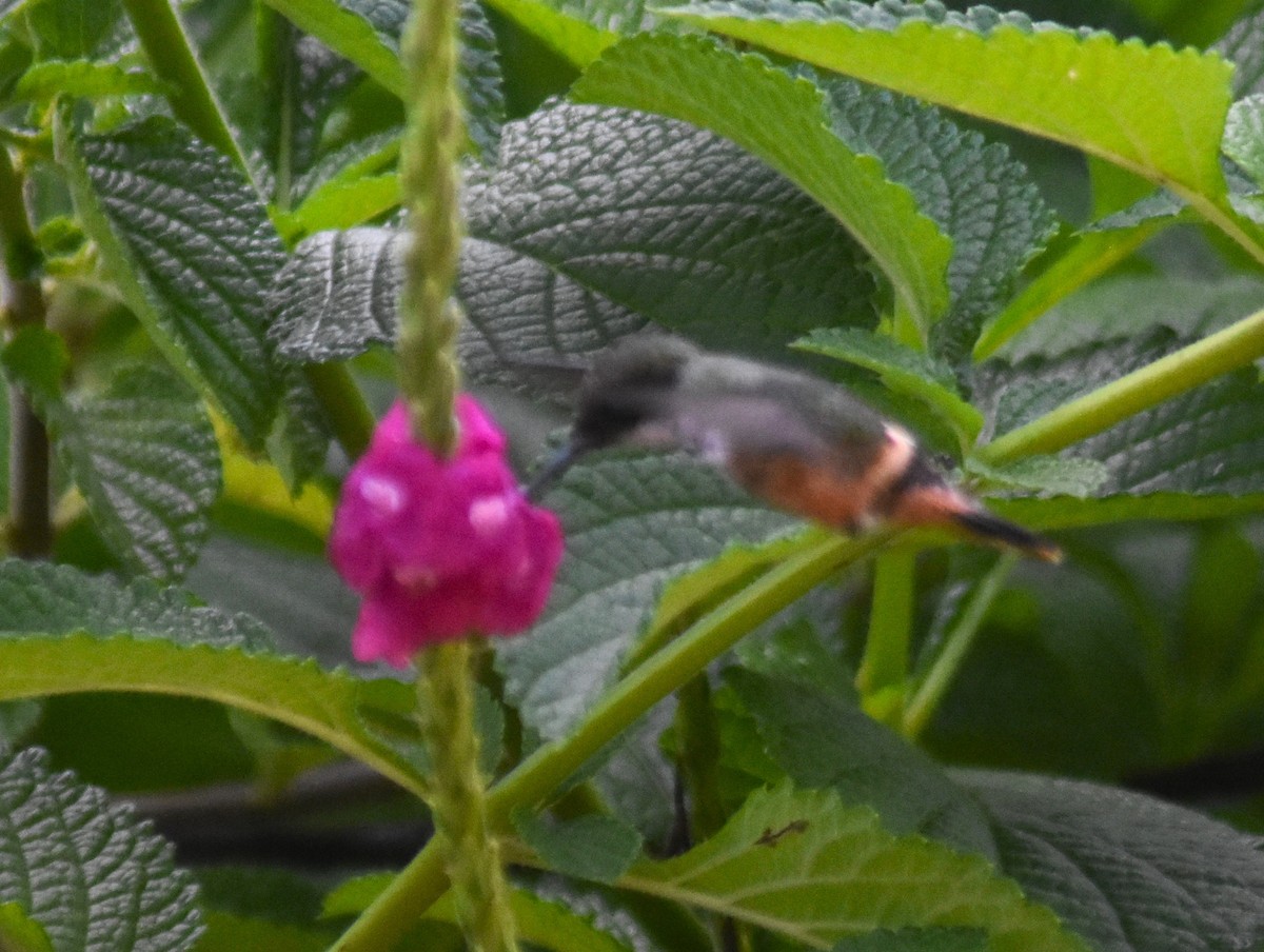 White-crested Coquette - Rodolfo Dodero