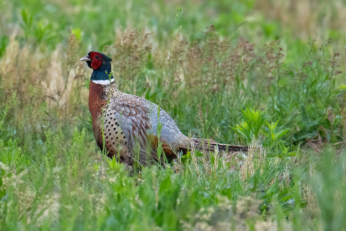 Ring-necked Pheasant - ML618899884