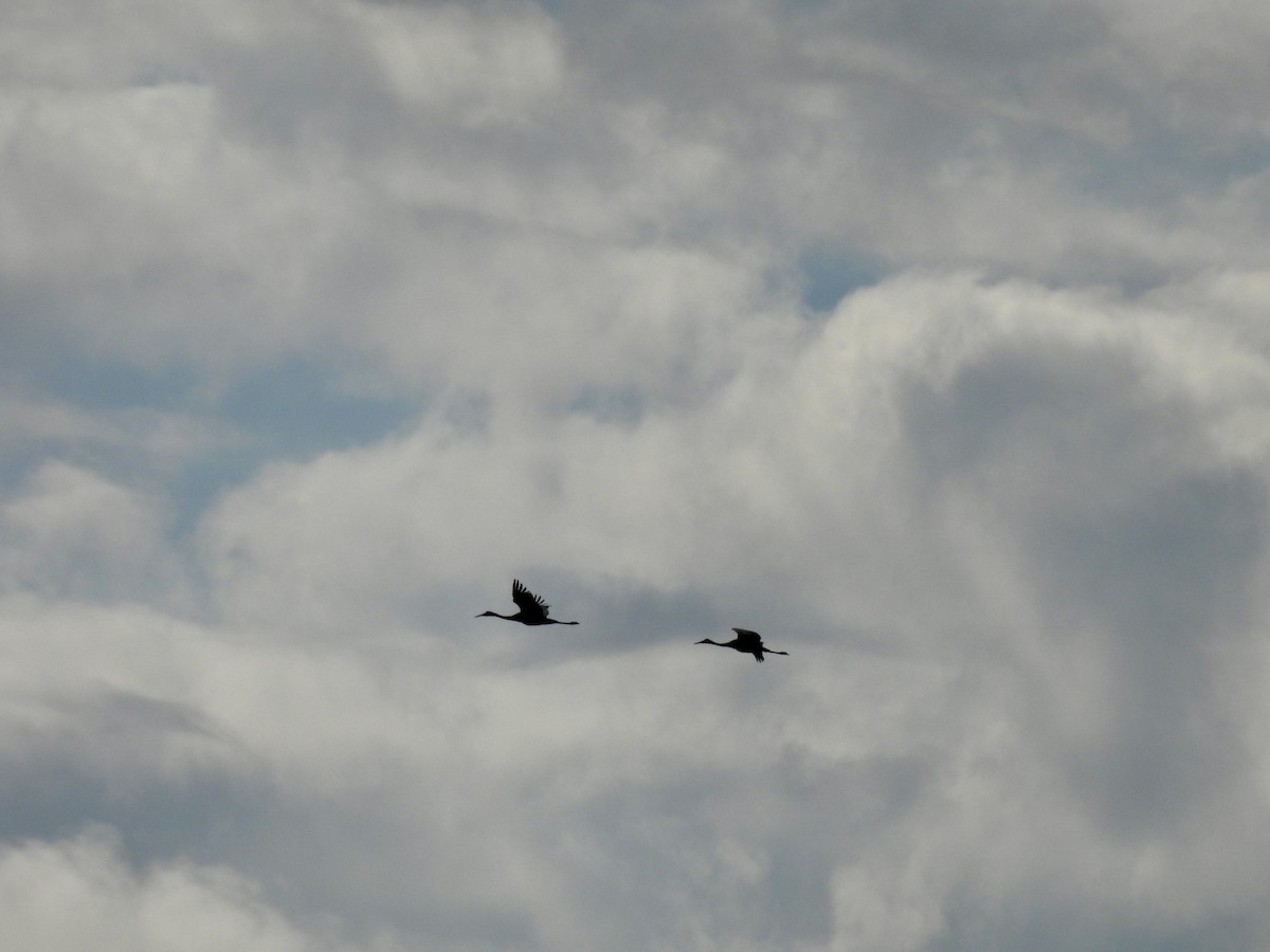 Sandhill Crane - Corinna Honscheid