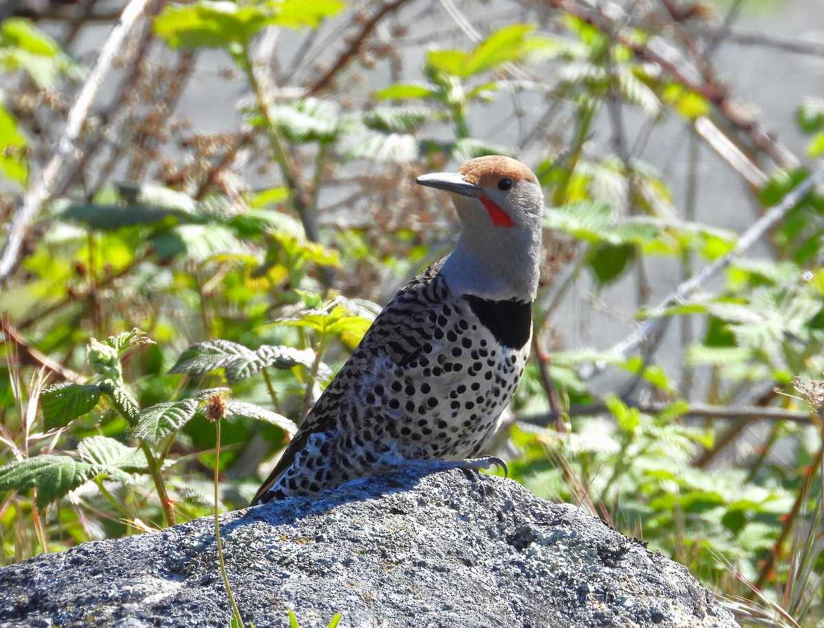 Northern Flicker - ML618899906