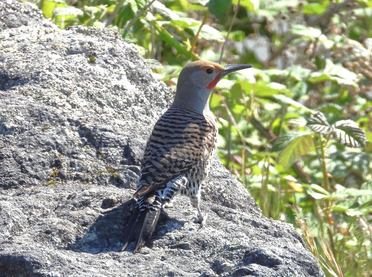 Northern Flicker - ML618899908