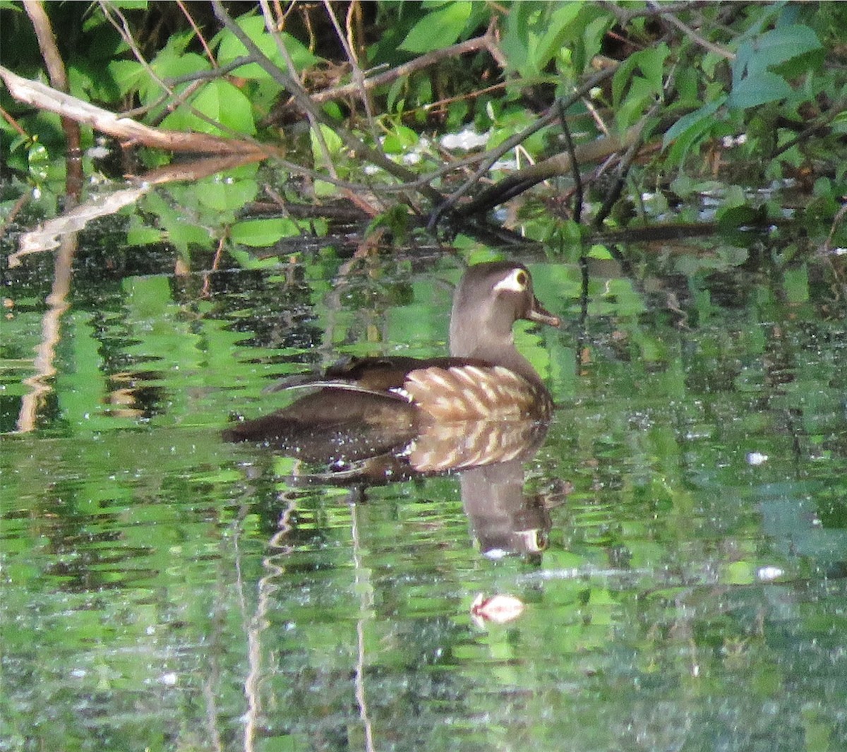 Wood Duck - ML618899926