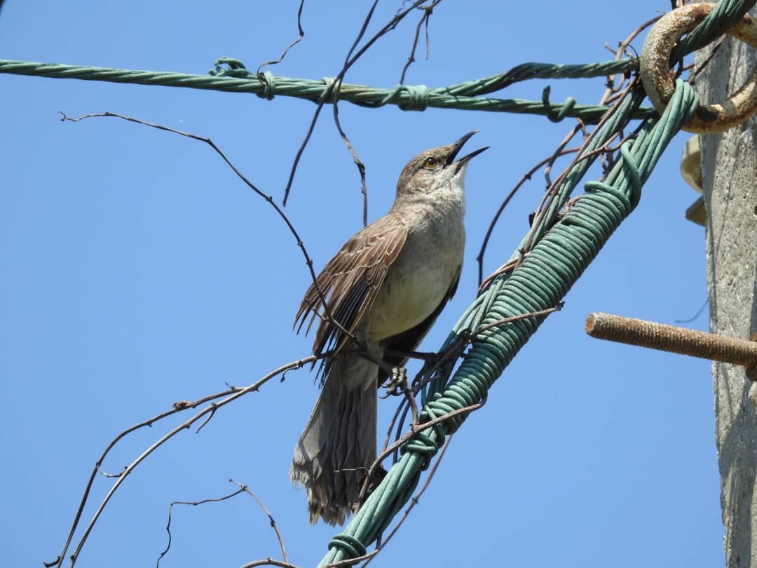 Bahama Mockingbird - Brayan Calunga