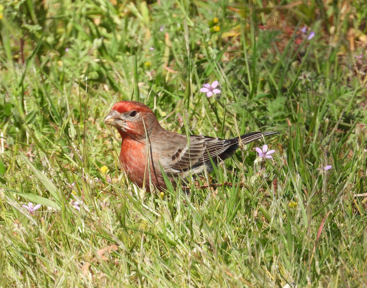 House Finch - ML618899937