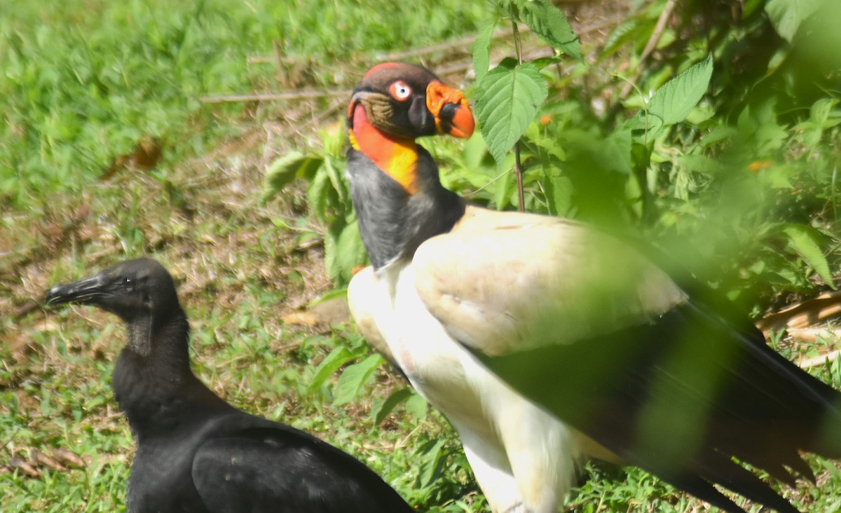 King Vulture - ML618899939