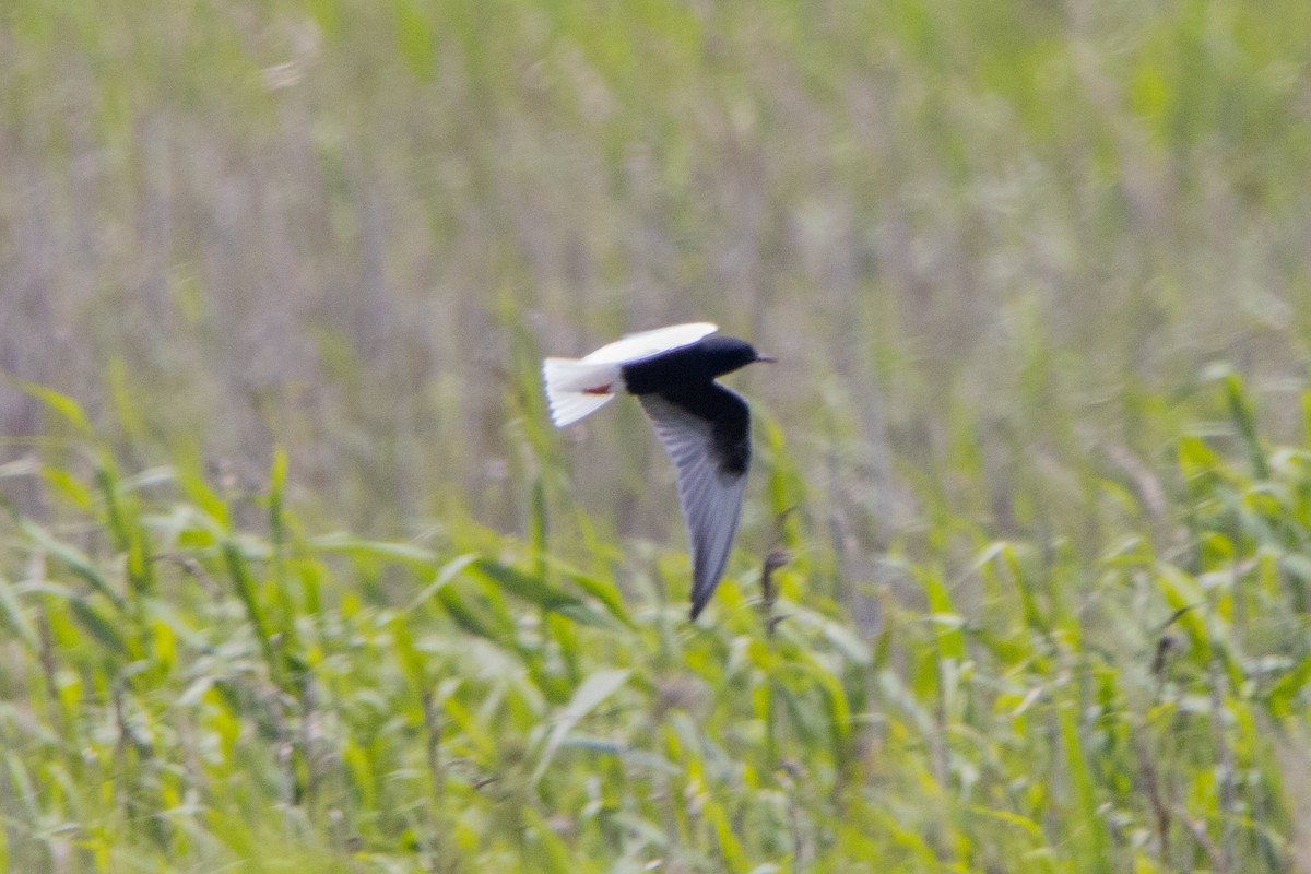 White-winged Tern - Oğuzhan Değirmenci