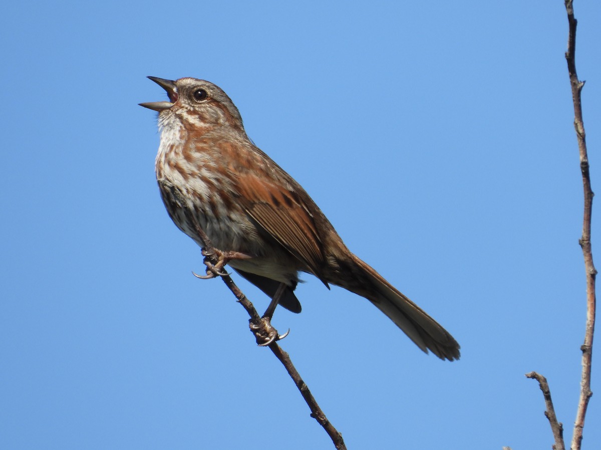 Song Sparrow - ML618899981