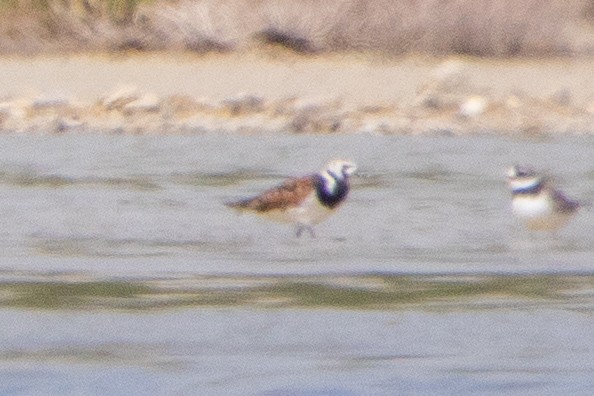 Ruddy Turnstone - Oğuzhan Değirmenci