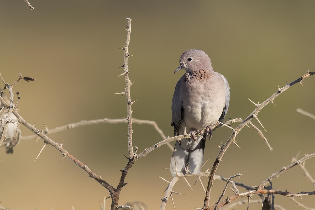 Laughing Dove - Jody de Bruyn