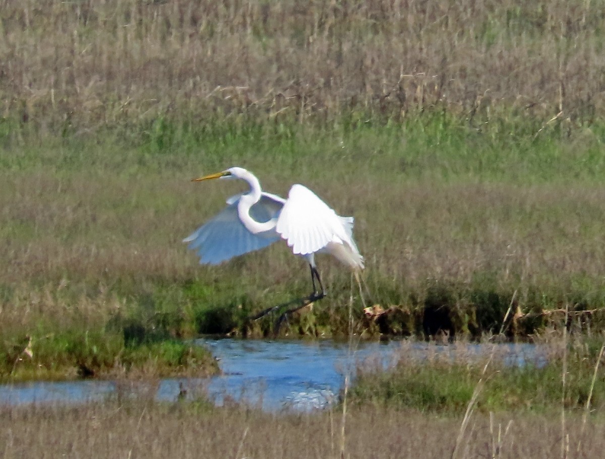 Great Egret - JoAnn Potter Riggle 🦤