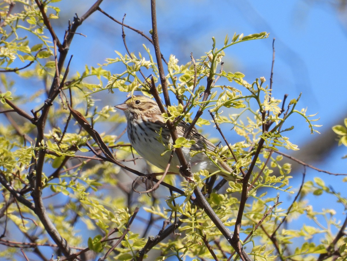 Savannah Sparrow - Randy Smith