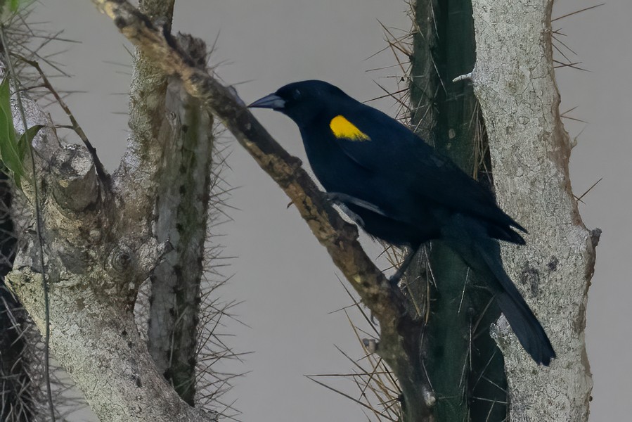 Yellow-shouldered Blackbird - Greg Bodker
