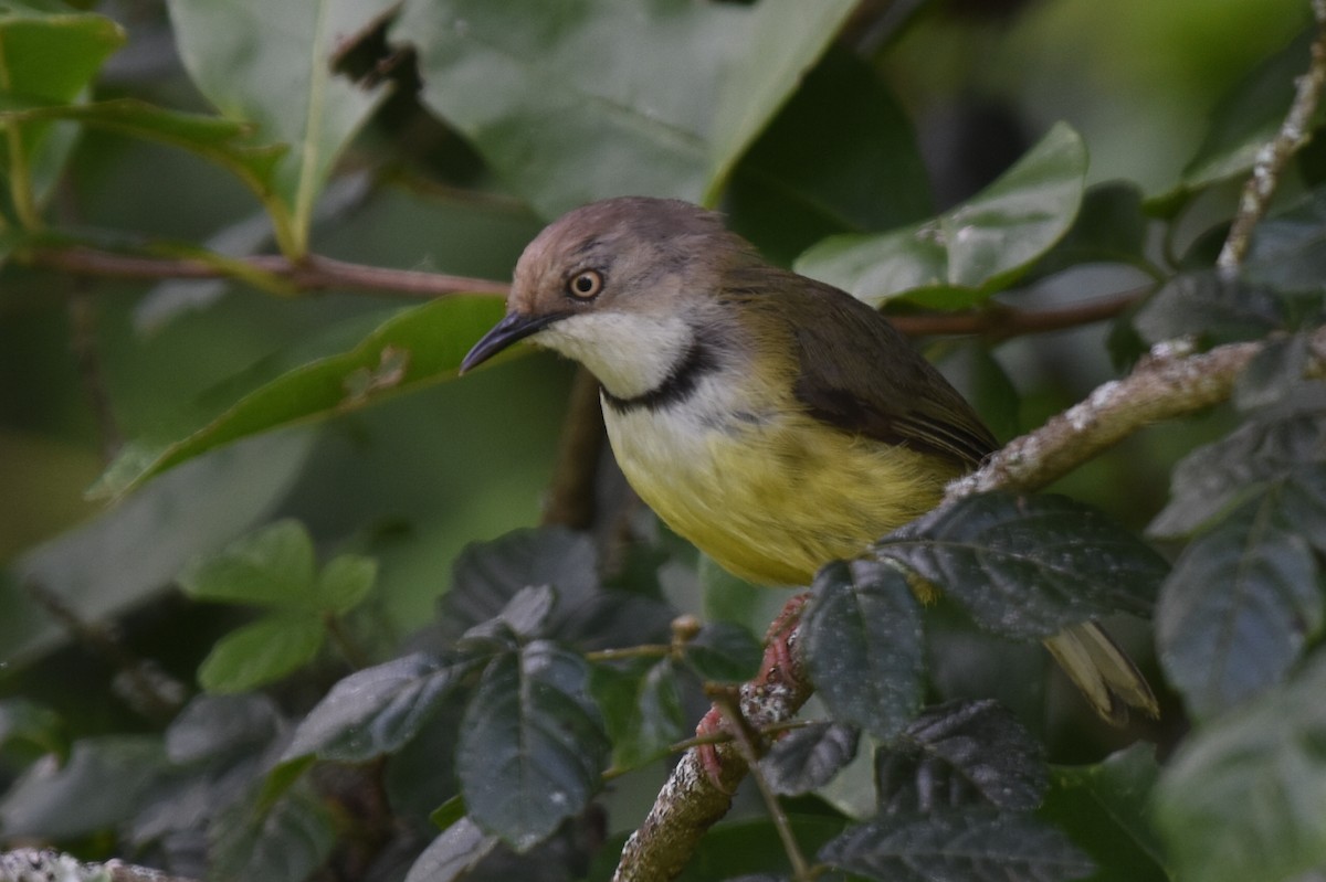 Bar-throated Apalis - ML618900029