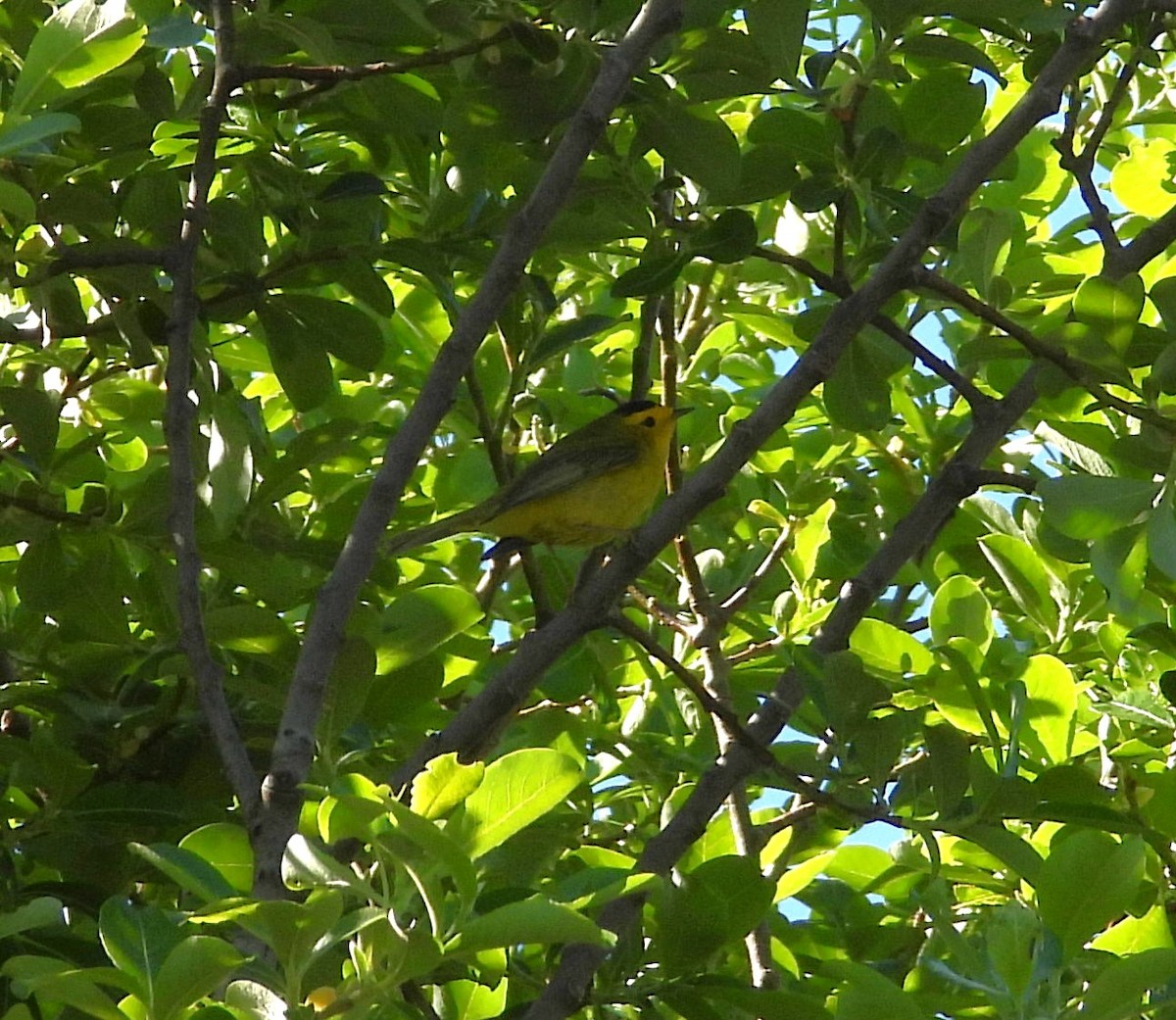 Wilson's Warbler - ML618900030