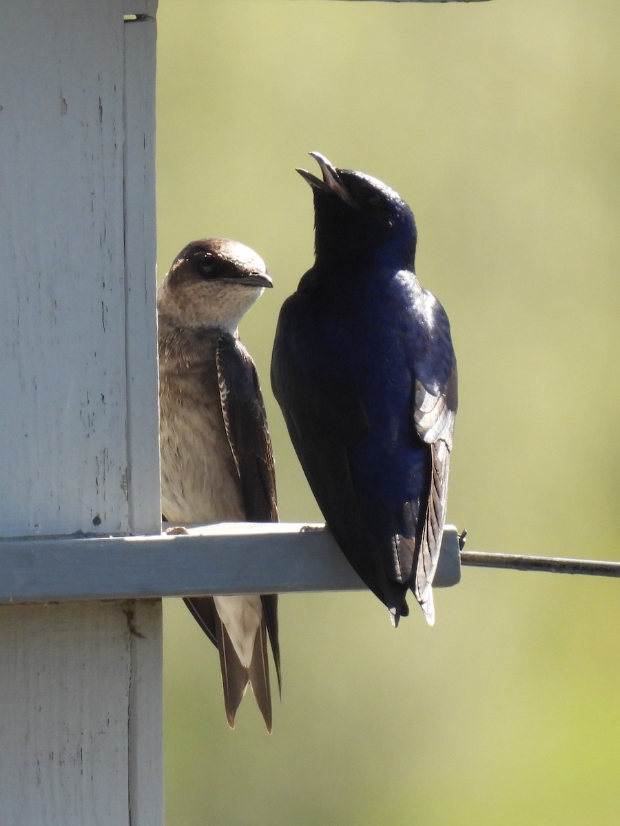 Purple Martin - Tina Toth