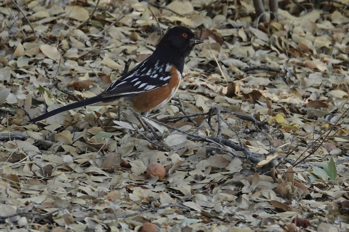 Spotted Towhee - ML618900061