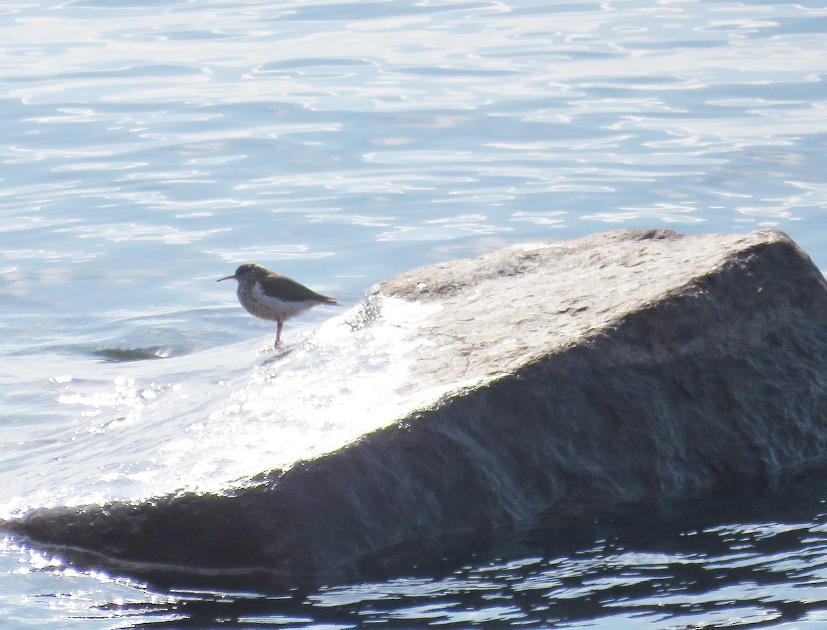 Spotted Sandpiper - Katherine Holmes