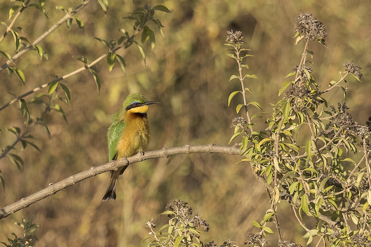 Little Bee-eater - Jody de Bruyn