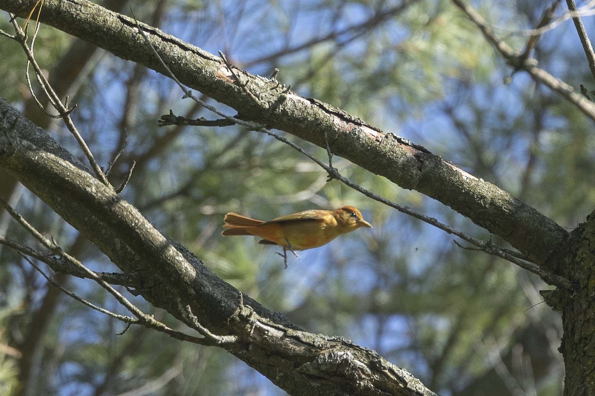 Summer Tanager - Charmaine Anderson