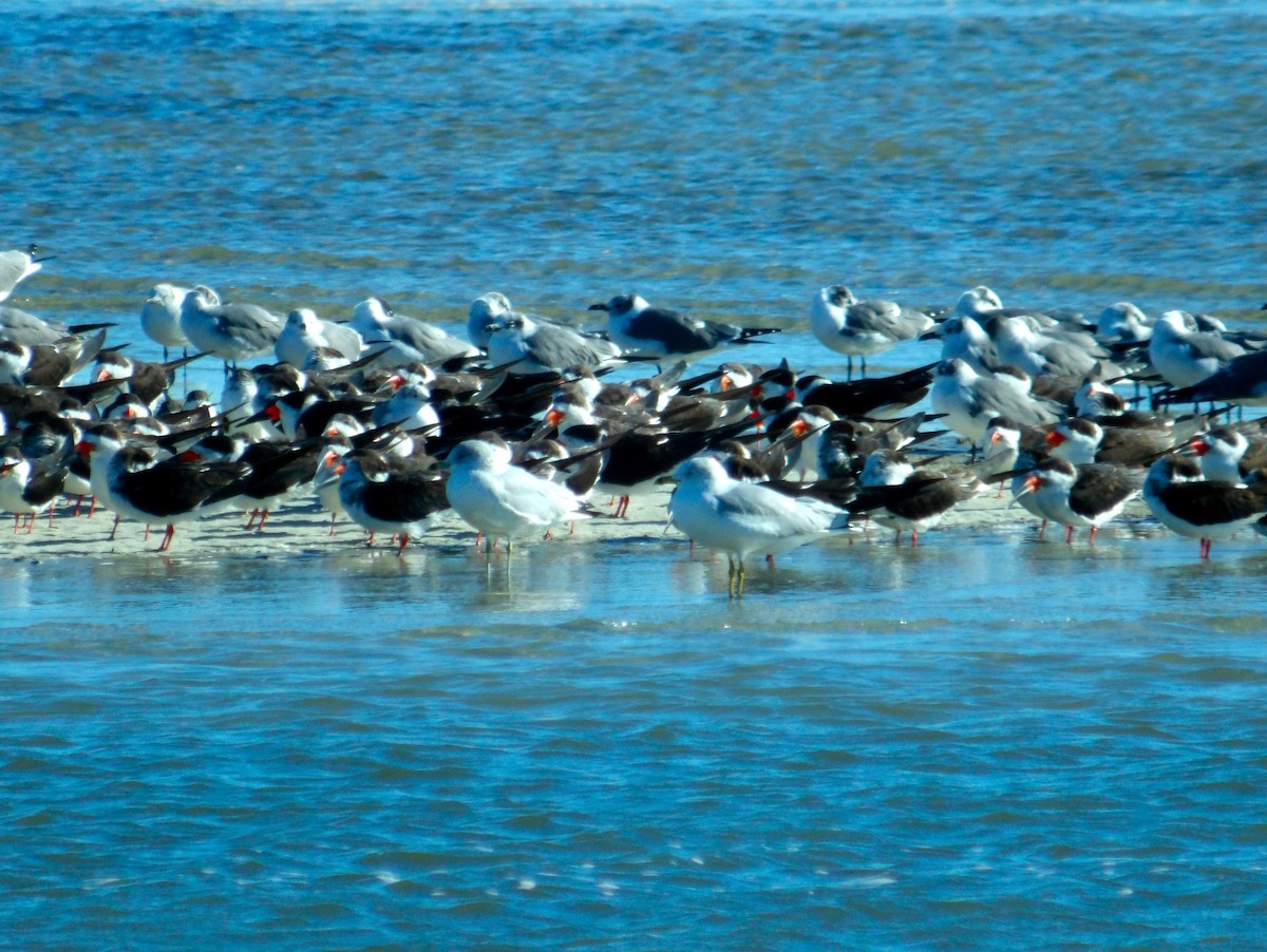 Black Skimmer - ami horowitz