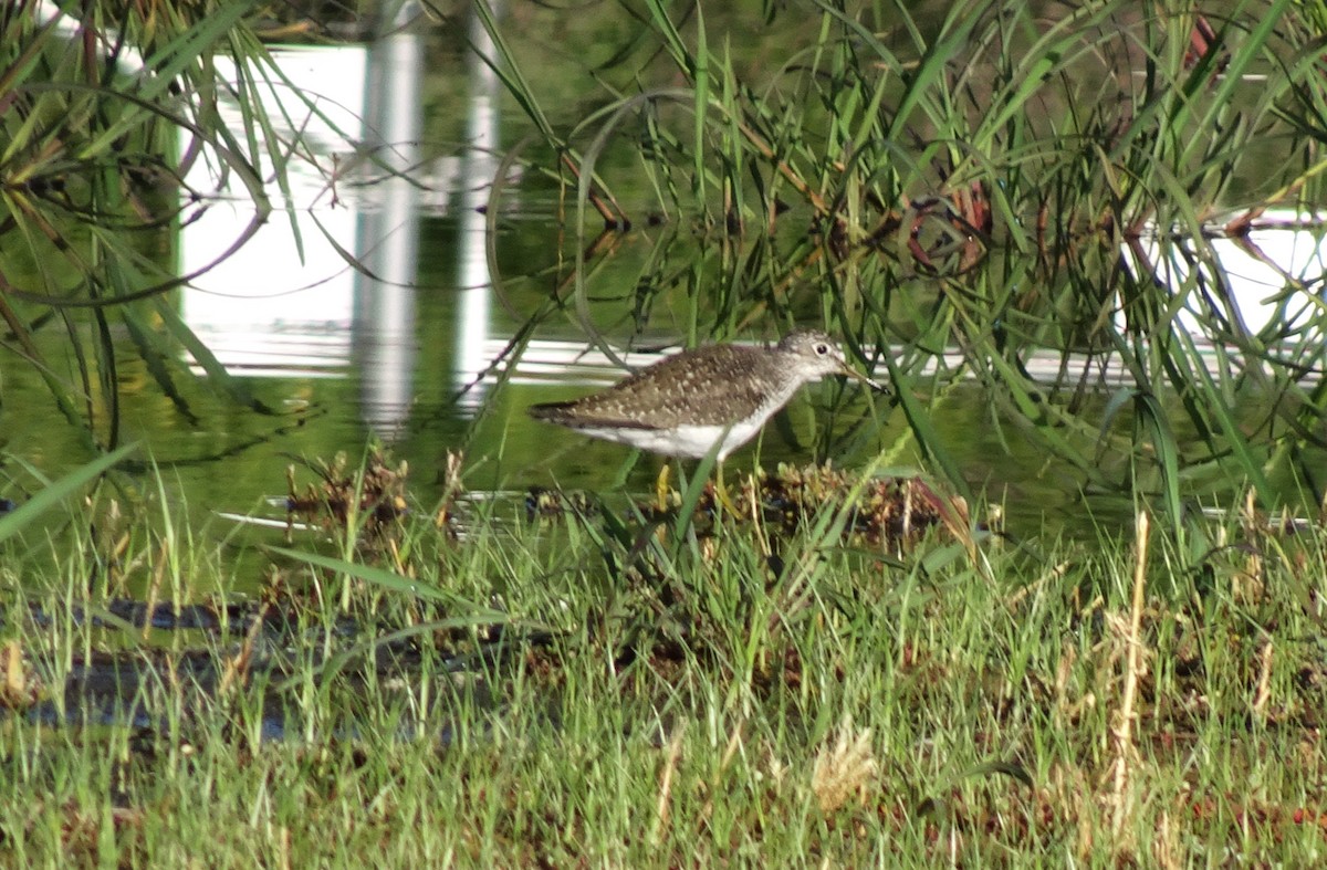 Solitary Sandpiper - ML618900138