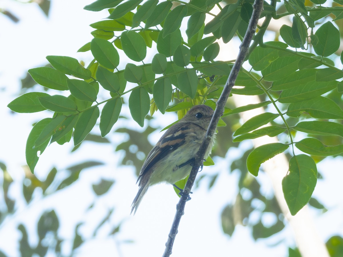 Northern Mouse-colored Tyrannulet - ML618900145