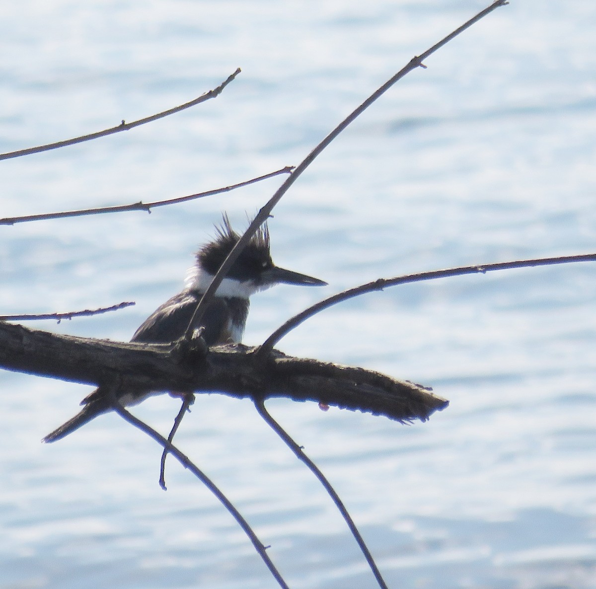 Belted Kingfisher - Katherine Holmes