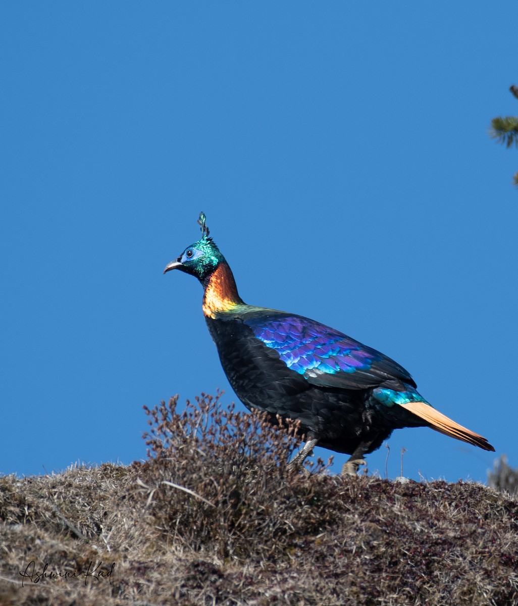 Himalayan Monal - Ash K