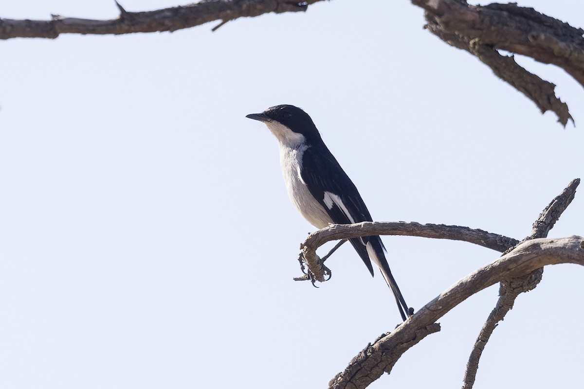 Fiscal Flycatcher - Jody de Bruyn