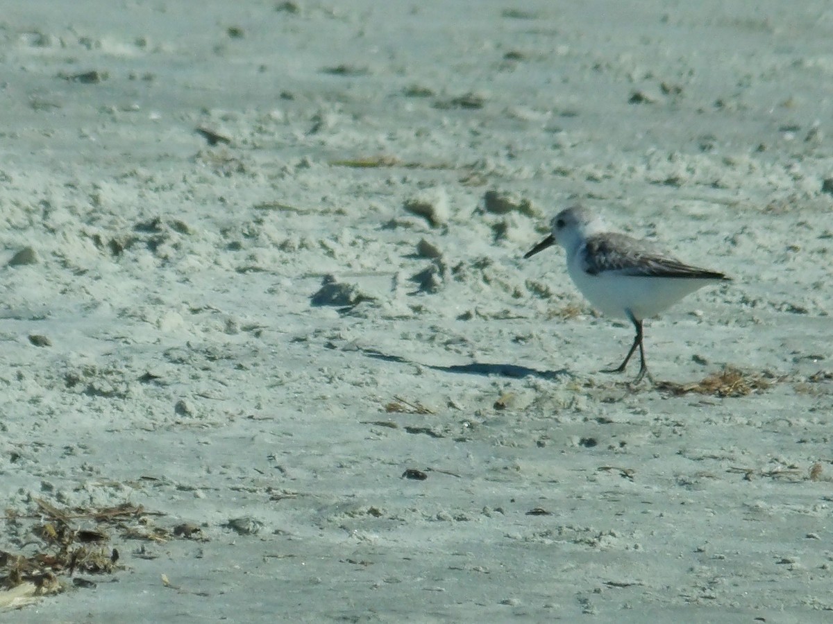 Piping Plover - ami horowitz