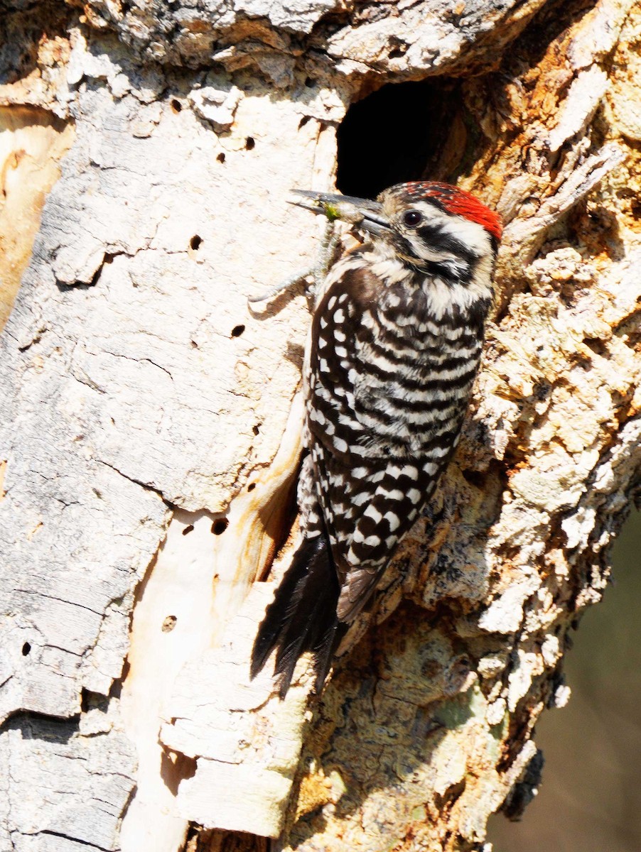 Ladder-backed Woodpecker - ML618900170