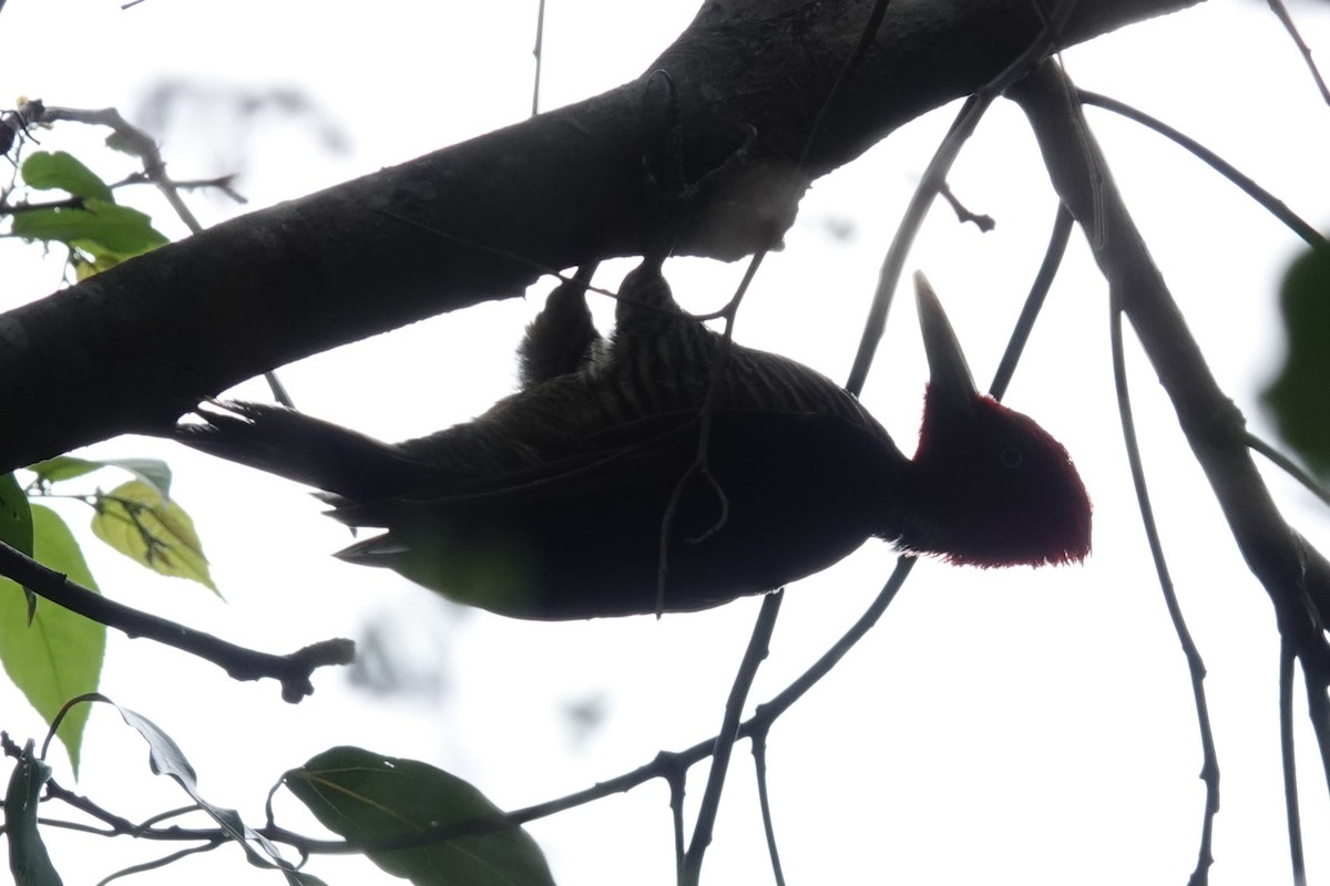 Pale-billed Woodpecker - ML618900177