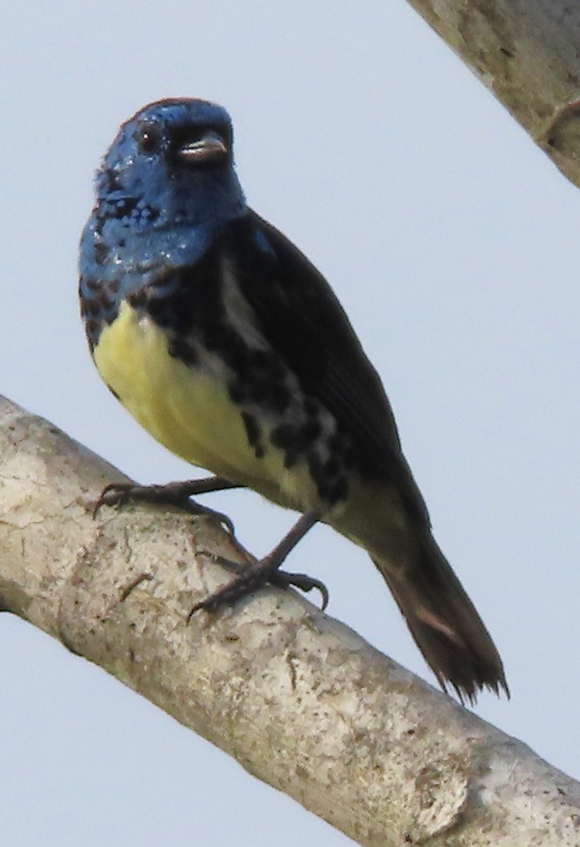 Turquoise Tanager - Rick Jacobsen