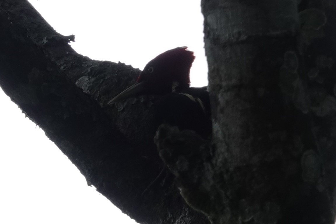 Pale-billed Woodpecker - Jim Zook