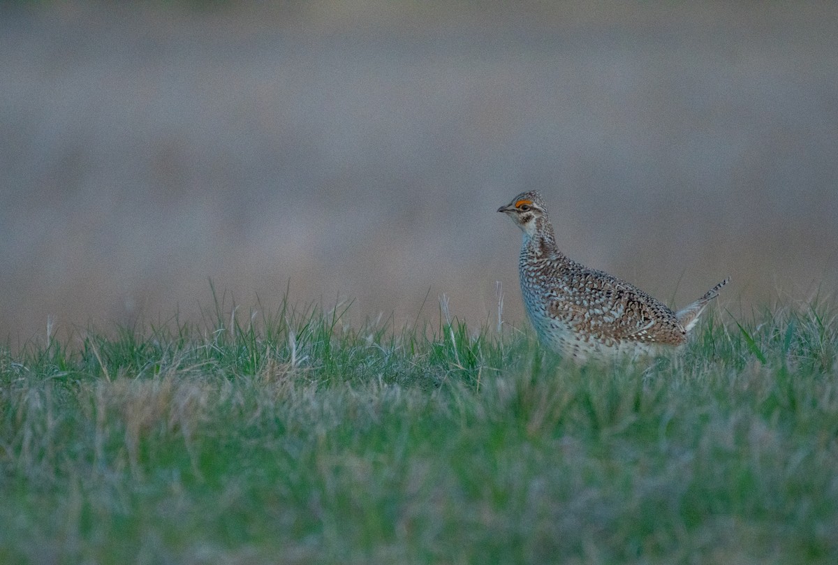 Sharp-tailed Grouse - Anuj Ghimire
