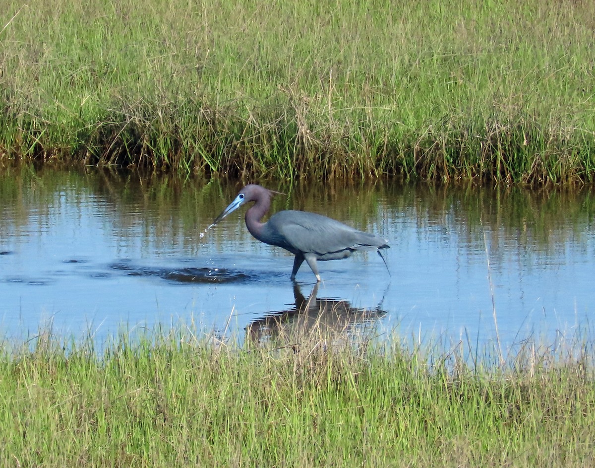 Little Blue Heron - JoAnn Potter Riggle 🦤