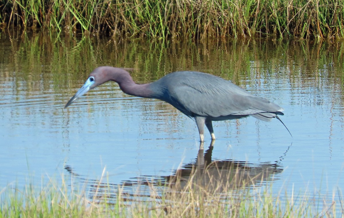 Little Blue Heron - JoAnn Potter Riggle 🦤