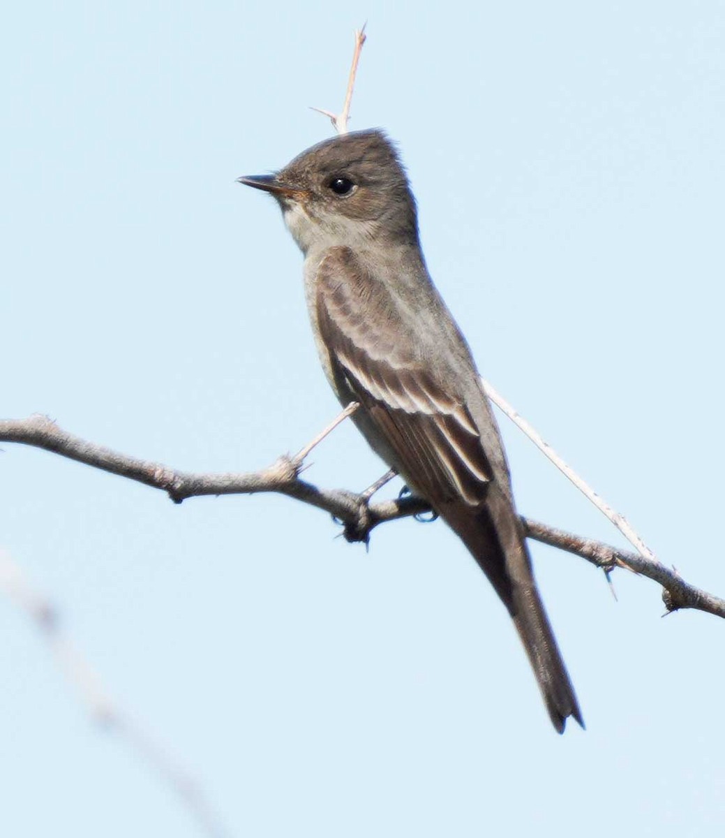 Western Wood-Pewee - ML618900200