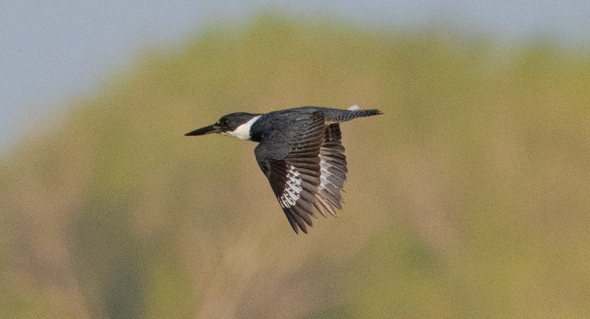 Belted Kingfisher - ML618900209