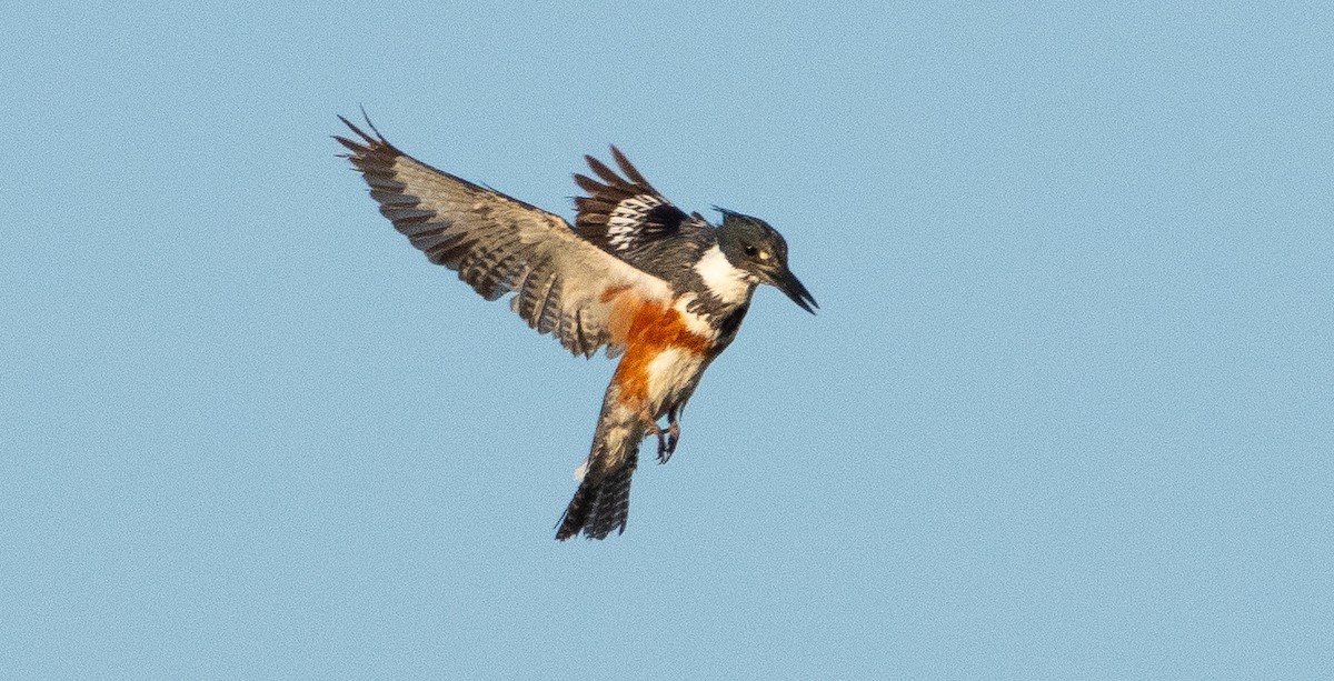 Belted Kingfisher - Anuj Ghimire