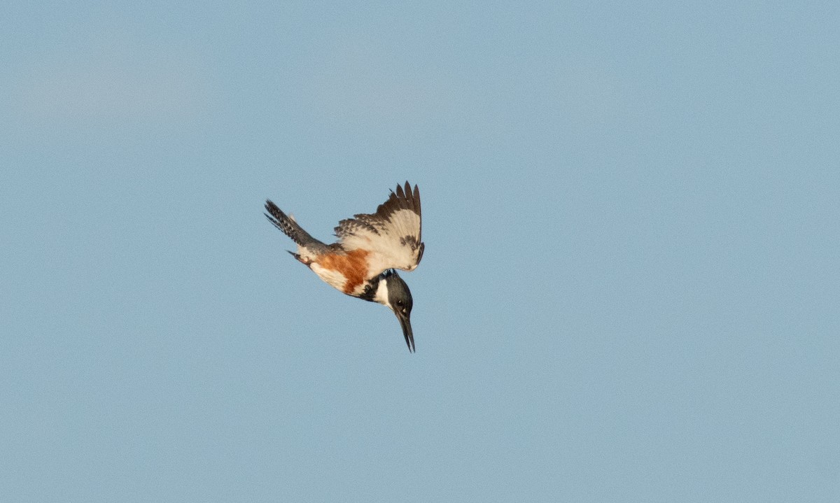 Belted Kingfisher - Anuj Ghimire